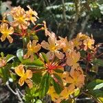 Rhododendron macgregoriae Fleur