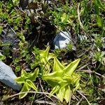 Pinguicula alpina花