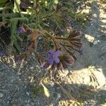 Anchusa azureaപുഷ്പം