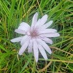Podospermum purpureum 花
