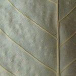 Trichilia euneura Otro