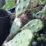 Opuntia stricta Hostoa