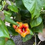Hibiscus elatus Blüte