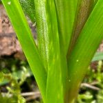 Puschkinia scilloides Leaf