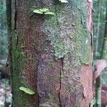 Pouteria aubrevillei چھال