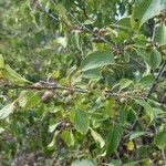 Rhamnus catharticaFruit