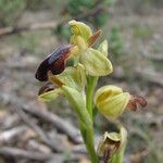 Ophrys lupercalis Fula