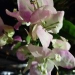 Bougainvillea spectabilisപുഷ്പം