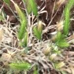 Hordeum marinum Flower