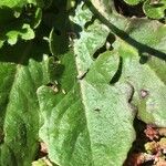 Hypochaeris radicata Blatt