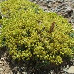 Azorella monantha Habit