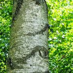 Betula populifolia বাকল