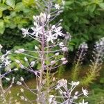 Scilla hyacinthoides Blomma