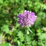 Knautia dipsacifoliaFlower