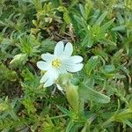 Cerastium alpinumFlower