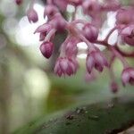 Tapeinosperma sessilifolium