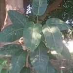 Ficus guaranitica Levél