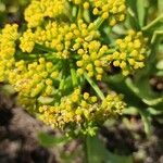 Apiaceae