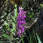 Orchis masculaFlor