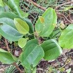 Smilax anceps Lapas