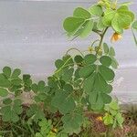 Cassia obtusifolia Φύλλο