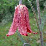 Fritillaria gentneri പുഷ്പം