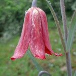 Fritillaria gentneri Blomst