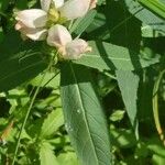 Chelone glabra Blad