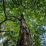 Betula pubescens Buveinė