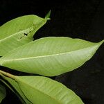 Ardisia compressa Fruit