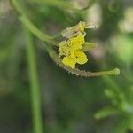 Sisymbrium orientale Flor