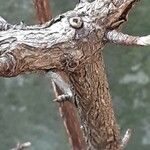 Viburnum × bodnantense Bark