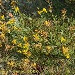 Genista micrantha Habit