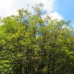 Plinia cauliflora Hábito