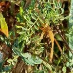 Vicia lutea Blatt