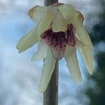 Chimonanthus praecox Цветок