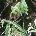 Tamarindus indica List