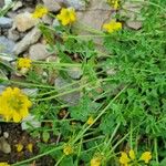 Coronilla vaginalis Flower