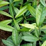 Pimenta dioica عادت داشتن