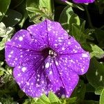 Petunia x atkinsiana പുഷ്പം