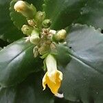 Kalanchoe densiflora Λουλούδι