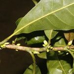 Pouteria caimito Fruit