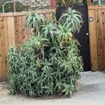 Aloe arborescensHabit