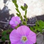 Linum viscosum Fiore