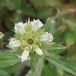 Sideritis hyssopifolia 花