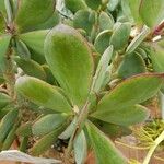 Senecio crassissimus Leaf