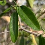 Vincetoxicum biglandulosum Leaf