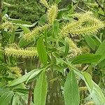 Salix alba Flower