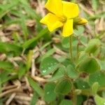 Oxalis hirsutissima