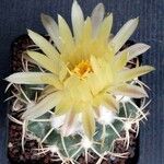 Coryphantha ottonis Çiçek